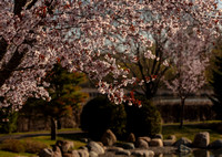Japanese Gardens - Normandale College Bloomington