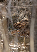 Beavers and Wildlife