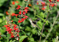 Humming Birds/Arboretum/Finches