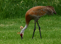 MORE madison cranes